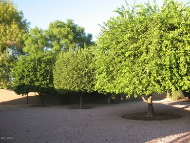 Grapefruit, 2 orange and a tangelo tree