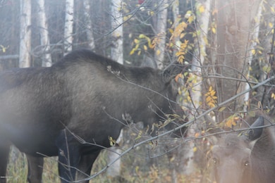 5531 E 38th Ct unit 4, Anchorage, AK 99504 - photo 7