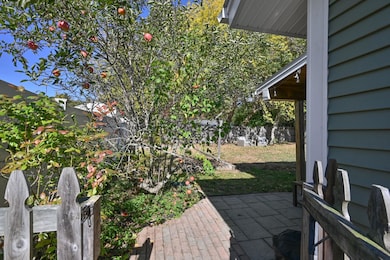 Honey Crisp Apple Tree