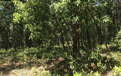 TBD Tbd 282nd Terrace, Branford, FL 32008 - photo 2