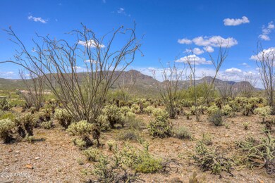 Amazing Ocotillo