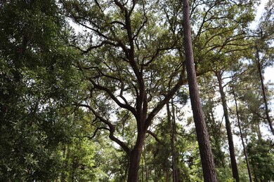 View of woods