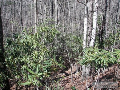Lots of Rhododendron