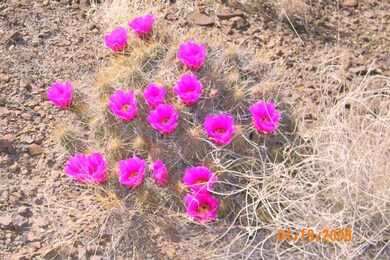 Desert Flowers