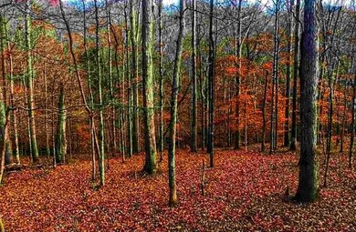 329 Burns Hollow Rd, Waynesboro, TN 38485 - photo 5