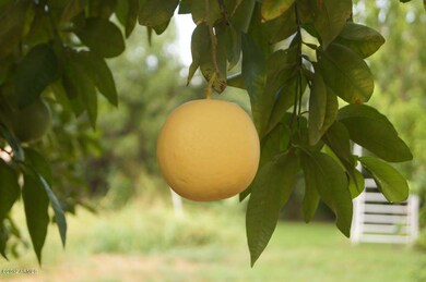 Multiple Fruit Trees