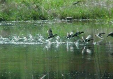 ducks on the pond