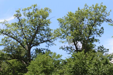 Mature trees