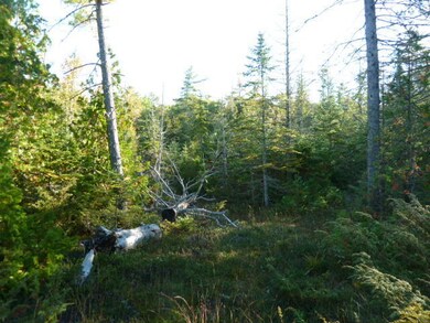 Rabbits Back Property (1)