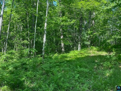 View of local wilderness