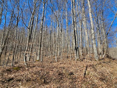 Lot 13 Cherry Grove Rd, Slaty Fork, WV 26291 - photo 7