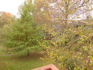 Great Backyard