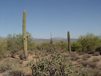 Beautiful Saguaros