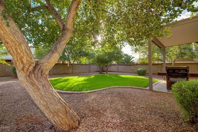 Back yard