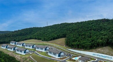 Aerial view of a forest