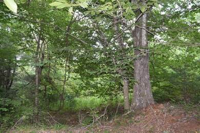 DSC_0225 (800x533)