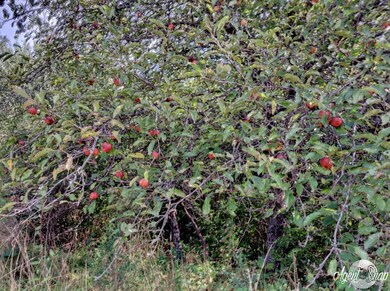 Image-1 (3)