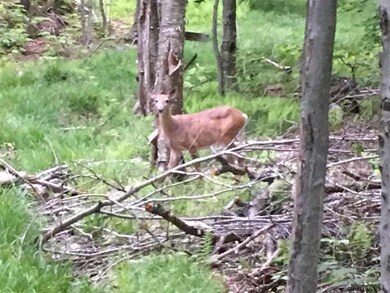 0 Lake Desolation Rd unit 201821397, Middle Grove, NY 12850 - photo 5