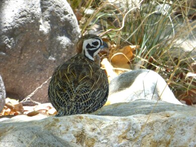 Mearns Quail