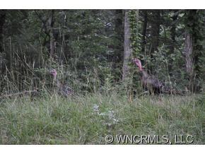 Wildlife within subdivision