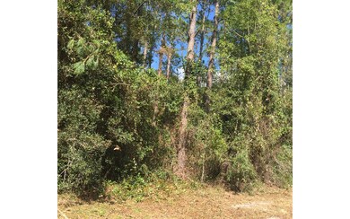 25248 Sr-247, Obrien, FL 32071 - photo 2