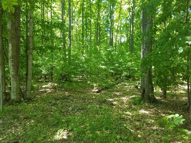 Woods View