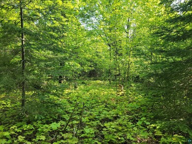 View of wooded area