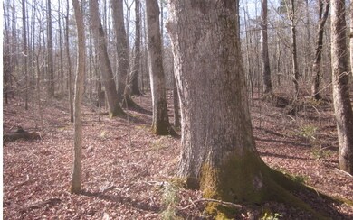 Additional View