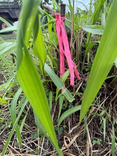 0 34th Ave unit 722010, Keaau, HI 96749 - photo 4