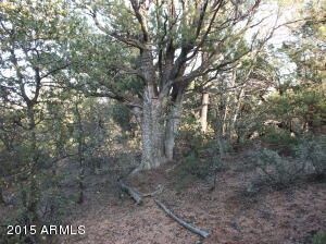 Alligator Juniper