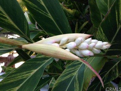 Ginger Flower! Great for a flower arrangement. Not