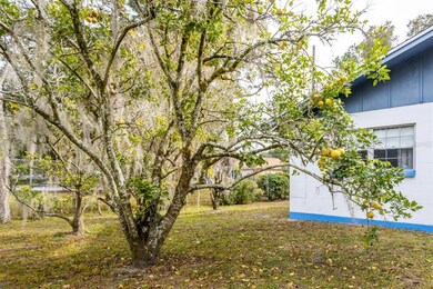 Large Citrus Trees