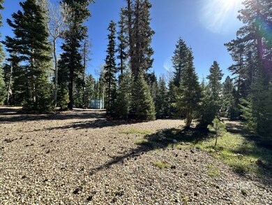 beautiful Trees
