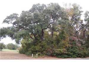 Beautiful Live oak