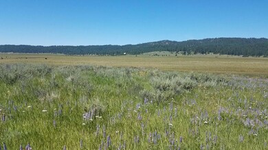 Wildflowers, Meadow & Mountains What a View