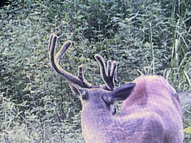 4260 Highfield Rd, Cedar Grove, TN 38321 - photo 5