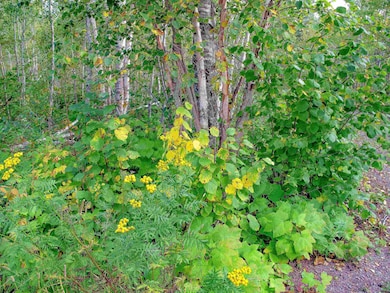 9223 Minnesota 61, Schroeder, MN 55613 - photo 3
