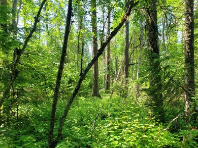 Nhn Mt Hwy 83, Swan Lake, MT 59911 - photo 7