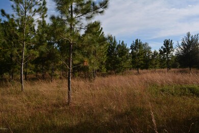 Beautiful cleared land!