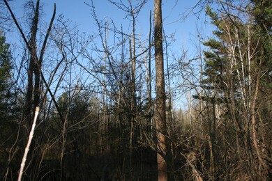 Small apple tree