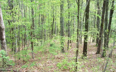 Additional View