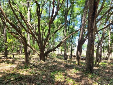 2514 Eisenhower St, Inverness, FL 34453 - photo 4