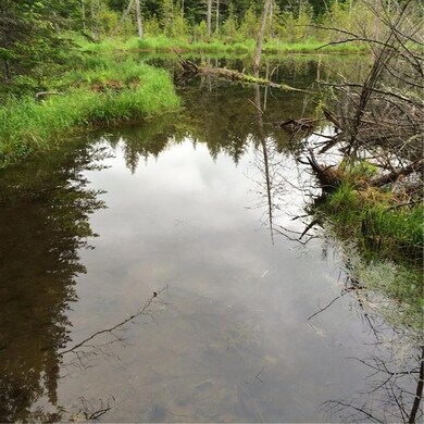 BEAVER POND