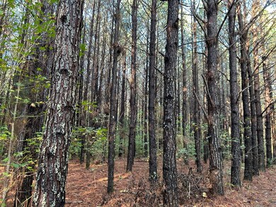 00 Lafayette Springs Rd, Thaxton, MS 38871 - photo 4