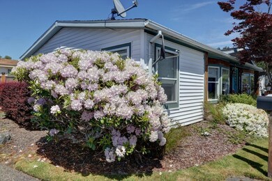 Denise D Flowering Bush