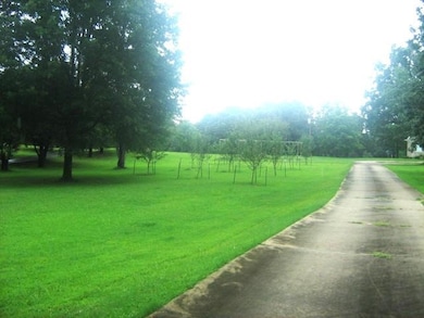 View of fruit trees in yard