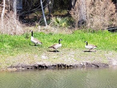 Canadian Geese
