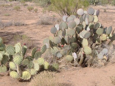 Beautiful Cactus