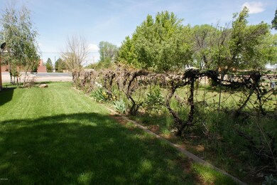 Grape vines
