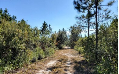 0 SW Brown Rd, Lee, FL 32059 - photo 2